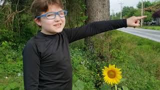 Wild  Sunflower  growing in field across from our house.   #sunflower #wildsunflower  #openfield