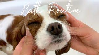 BATH ROUTINE FOR DOGS // In depth Step By Step and Favorite Products!