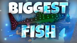 GETTING THE BIGGEST FISH IN ROBLOX FISCH 