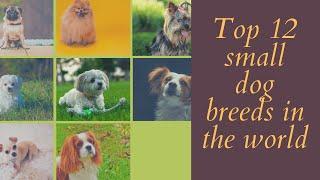 Top 12 small dog breeds in the world