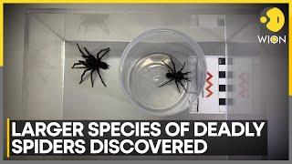 Sydney Funnel Web Spider, One Of World's Deadliest | World News | WION