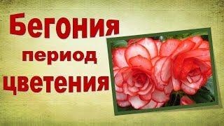 Бегония. Особенности ухода в период цветения.
