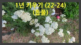 1년 키우기 22-24 (톱풀) This is how the Yarrow change over the course of a year.