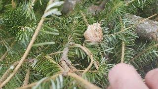 Over 100 Praying Mantises Hatched Out Of My Christmas Tree! (Praying Mantis Egg Case Hatches)