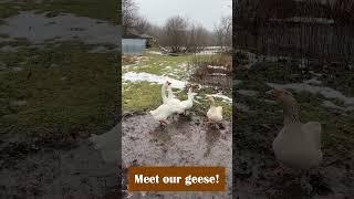 Meet our geese!