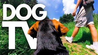 GoPro DogTV | Your Dog's 10hr Relaxing Virtual Walk Along Serene Riverbanks  Dog POV