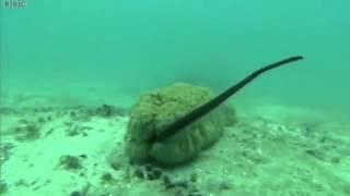 Pearlfish and a Sea cucumber