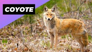 Coyote  One Of The Wild Dogs You Didn't Know Existed #shorts