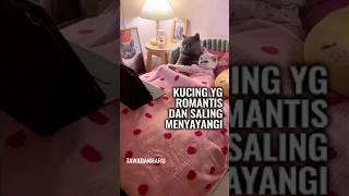 Kucing yg Setia dan Romantis