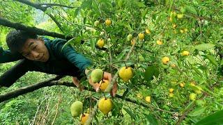 Harvest forest sour fruits and bring them to the market to sell | Triệu Văn Tính