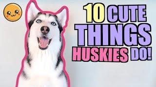 10 Cute Things That ALL Siberian Huskies Do!