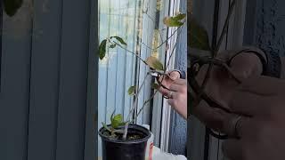 #pruning my Quercus engelmannii #bonsai