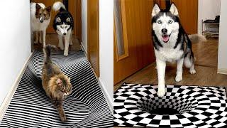 Will Husky Dogs and Cats Believe in an Optical Illusion? Compilation of the best moments