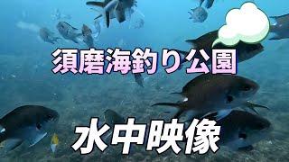 再開！須磨海釣り公園の水中映像　すごい魚も