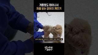 살다살다 엉덩이 하는 개는 처음 봄