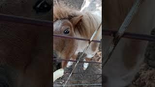 miniature horse