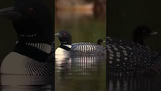 common loon bird amazing sound