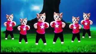 Funny Cat viral dancing  Videos for catsv#funnycats #dancingcat #catlovers  @furry-cornerz