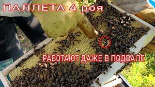 ПАЛЛЕТА 4 роя НА ПОДВАЛЕ ТЯНУТ ВОЩИНУ