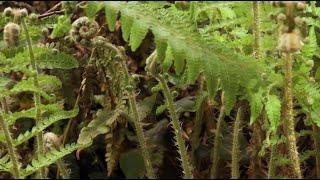 How do scientists explore the past? | California Academy of Sciences