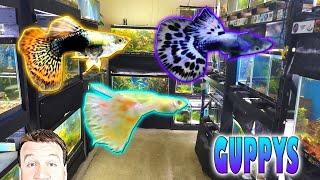 Maintaining Dumbo Dragon Guppies & Purple Dumbo Mosaics Guppies