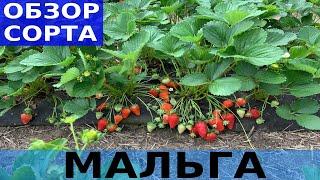 Обзор сорта Мальга