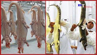 Crocodile Farming Process You Must See, Crocodile Processing Factory, How To Make Crocodile Handbag