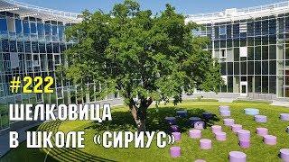 Шелковица в Сириусе | Жизнь в Адлере