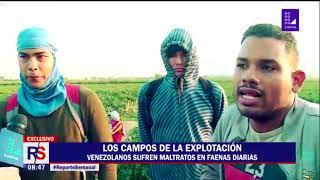 Reporte Semanal: los campos de la explotación en Casma