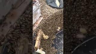 How to get bees out of swarm trap