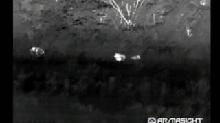 Thermal Hog Hunt - Tyler Texas