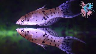 These Aquarium Fish Will Make You Feel Like A MASTER Breeder! 10 Things Live Bearers