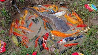 Catching catfish in the pond, colorful fish, ornamental fish, koi fish, big fish, goldfish.part888