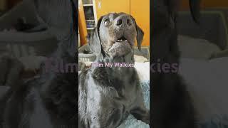 What have you got there? I want it! My dog silly pup #mydog filmmywalkies