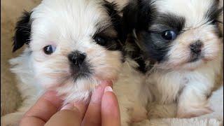 So Lovely Shih Tzu Puppies 