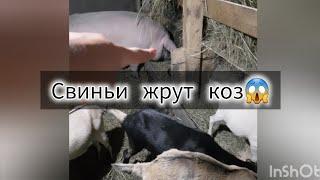 Козы, свиньи, куры...дурдом! и как он получился....