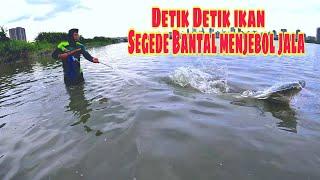 Mengerikan .. ‼️Detik detik ikan Segede bantal menjebol jala saya || jala ikan di muara