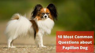 10 Most Common Questions about Papillon Dog