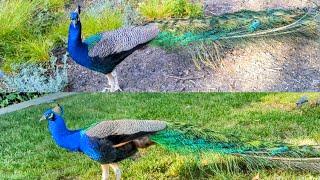 Immersive peacock watching  BEST BIRD: PEACOCK  Indian Peafowl  @PeacockParty