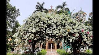 St. Peter's Church Bandra / Holy Mass + Triduum Day- 1 Friday 28th July 2023 7:15 pm