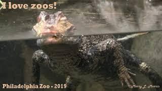 Philadelphia Zoo Dwarf Caiman Looking at Visitors (or possibly posing for visitors)