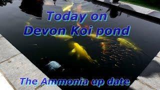 How To filter a koi pond