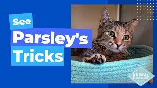 Parsley's Tricks