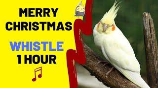 MERRY CHRISTMAS WHISTLE 1 HOUR - Cockatiel Singing Training - Bird Whistle - Parrot Practice