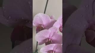 MY ORCHID 