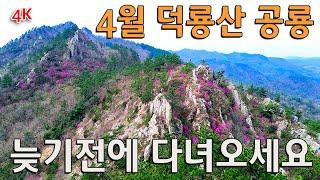 덕룡산/ 암봉과 임릉과 진달래꽃들의 멋진 하모니를 만나고 왔어요 / 환상적인 날씨와 함께 주작 덕룡산행길 /최고다