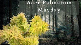 Discover The Stunning Beauty Of Acer Palmatum Mayday Japanese Maple