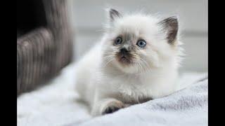 Cutest Fluffy Kittens Video! So Adorable!