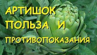 Артишок. Полезные свойства и противопоказания.