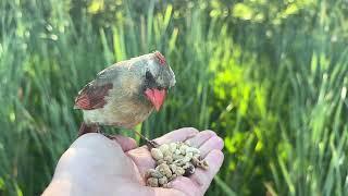 Hand-feeding Birds in Slow Mo - Northern Cardinal